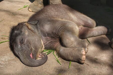 sleeping baby elephantsの写真素材
