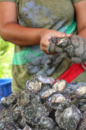 Freshly oysters at fishing portの写真素材