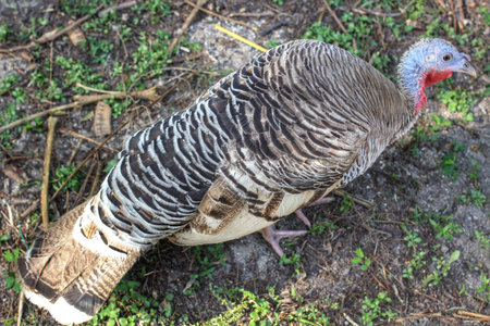 turkey-cock with rapushchenny wings