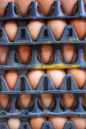 brown egg in the farmの写真素材