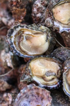 Freshly oysters at fishing portの写真素材