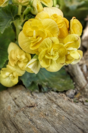 Begonia flowers in the gardenの写真素材