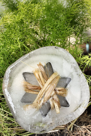 star-shaped in the ice  of christmas day