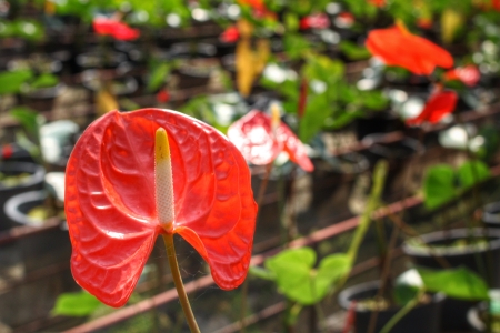 spadix flower in the gardenの写真素材