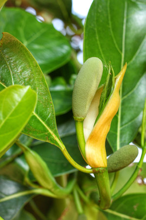 Jack fruit on the tree