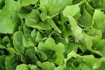 Lettuce on the gray background