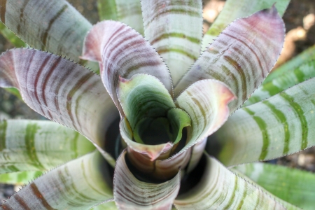 Bromeliad flowers in the natureの写真素材