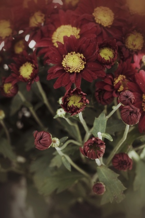 Daisy flowers - red and yellow flowersの写真素材