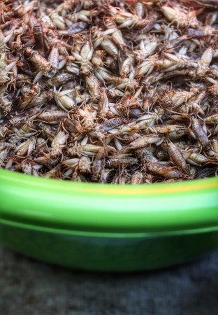 Fried crickets in the market asiaの写真素材