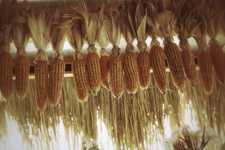 close up of dried cob corn