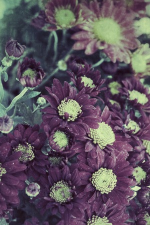 Daisy flowers - red and yellow flowersの写真素材