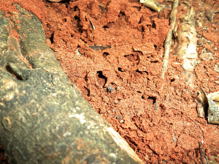 tropical termite nest