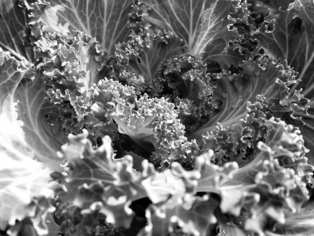 close-up of a decorative curly kaleの写真素材