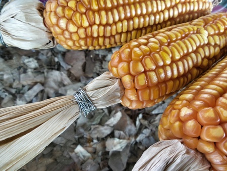 close up of dried cob cornの写真素材
