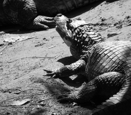 Crocodile sunbathe  in the natureの写真素材