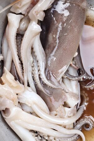 Fresh squid in marketの写真素材