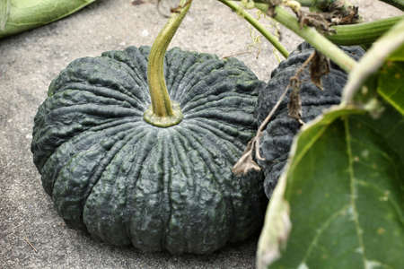 Fresh green pumpkin on gray backgroundの写真素材