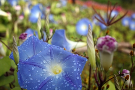 Blue morning glory flowers in gardenの写真素材