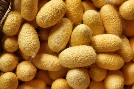 a lot of yellow cocoon silkwormの写真素材