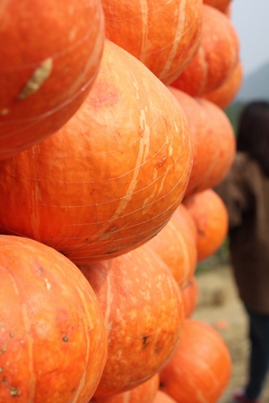 Harvest fresh pumpkin orange  in the farm for halloween dayの写真素材