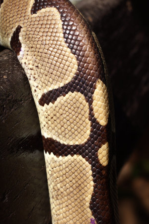 Elephant trunk snake in the forest