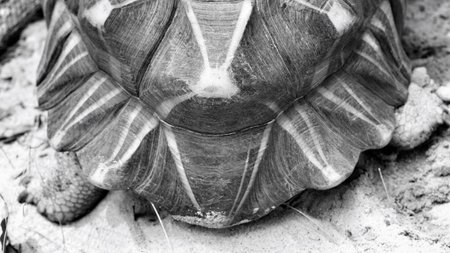 Close-up of tortoise shell
