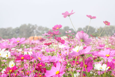 Pink cosmos flower in the garden