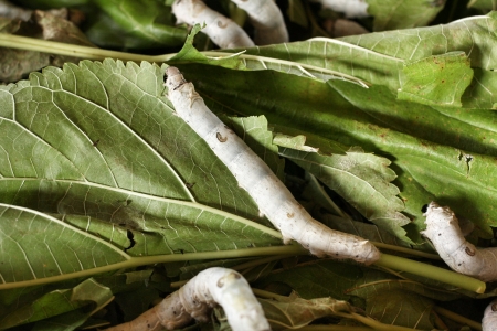 Close-up Silkworm eating mulberry green leafの写真素材