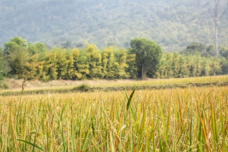 gold rice fieldの写真素材