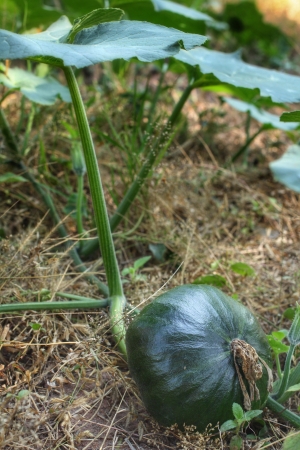 green pumpkins in the farmの写真素材