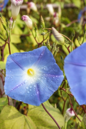 Blue morning glory flowers in gardenの写真素材