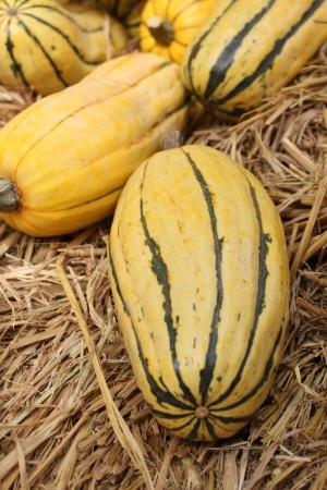 Butternut squash in the farmの写真素材