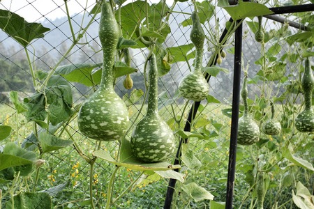 Fresh calabash hanging on the gardenの写真素材