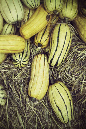 Butternut squash in the farmの写真素材