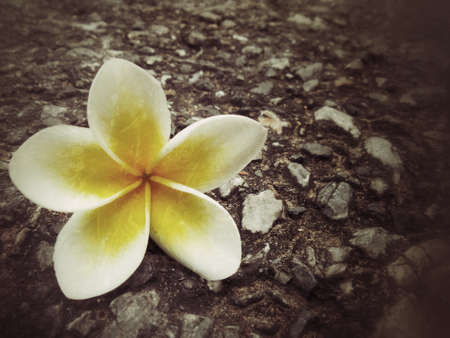white frangipani flower on the stoneの写真素材