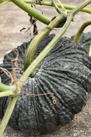 Fresh green pumpkin on gray backgroundの写真素材