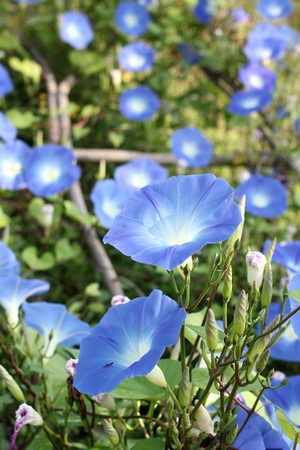Blue morning glory flowers in gardenの写真素材