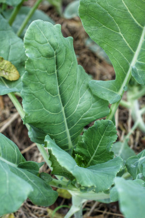close up of green kale