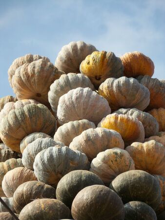 harvest pumpkins in the farmの写真素材