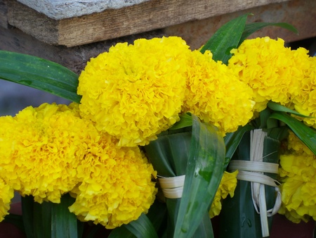 Marigold flower in the marketの写真素材