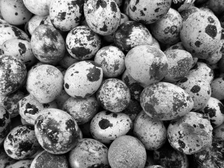 close up of quail eggsの写真素材