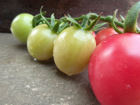 a lot of fresh tomatoesの写真素材