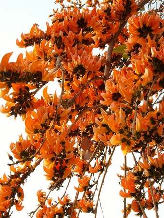 Bastard teak flowers in the natureの写真素材