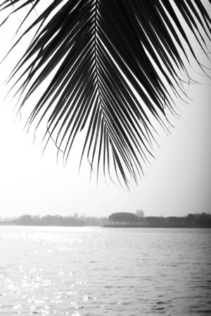 coconut tree and the lakeの写真素材