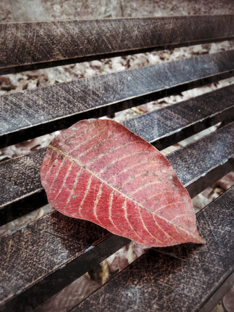 Red dry leavesの写真素材