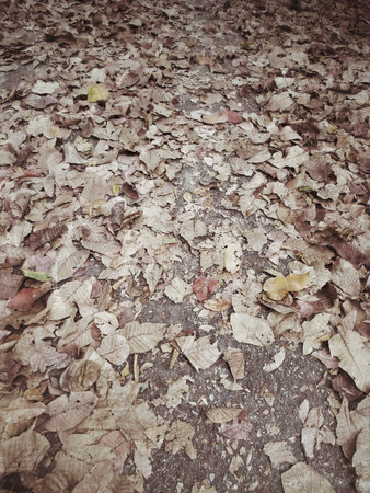 Dry leaves backgound