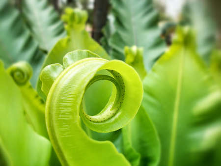 Close up of green fernの写真素材