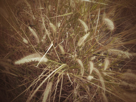 Grass flower in the nature - vintage style