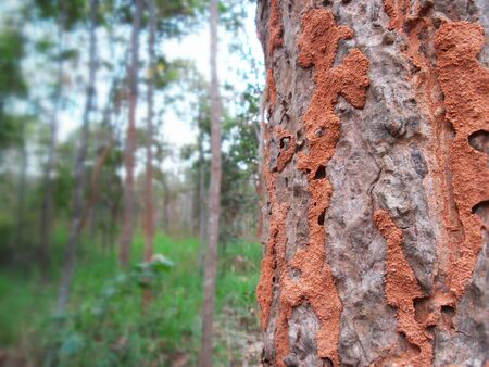 tropical termite nestの写真素材