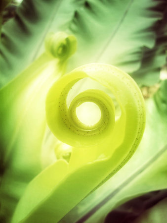 Close up of green fern